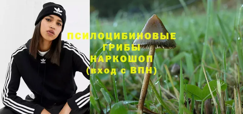 Псилоцибиновые грибы Magic Shrooms  Благовещенск 